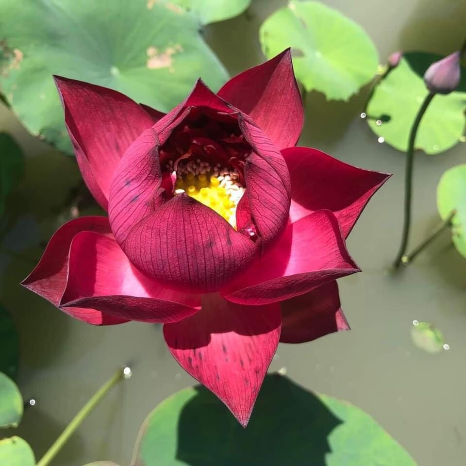 Sen Phượng Hoàng Lửa_ Củ Giống