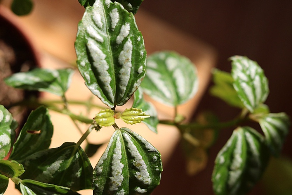 Cây Pilea cadierei Aluminum (Hổ Nhĩ Trắng Aluminum, Mao Đài Trổ Aluminum, Cỏ Gấm)
