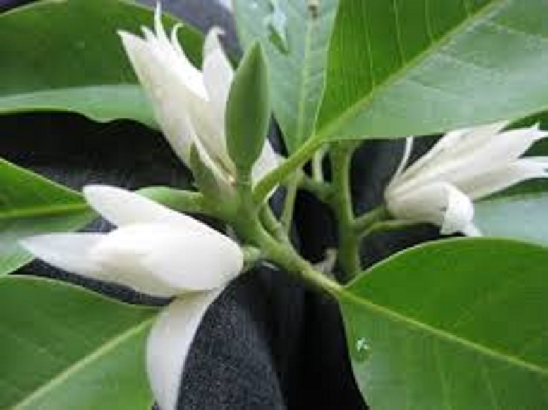 Chậu cây ngọc lan trắng, sắp hoa, đã ra hoa, hoa cực thơm, bầu lớn cây cực đẹp + tặng cây trè xanh