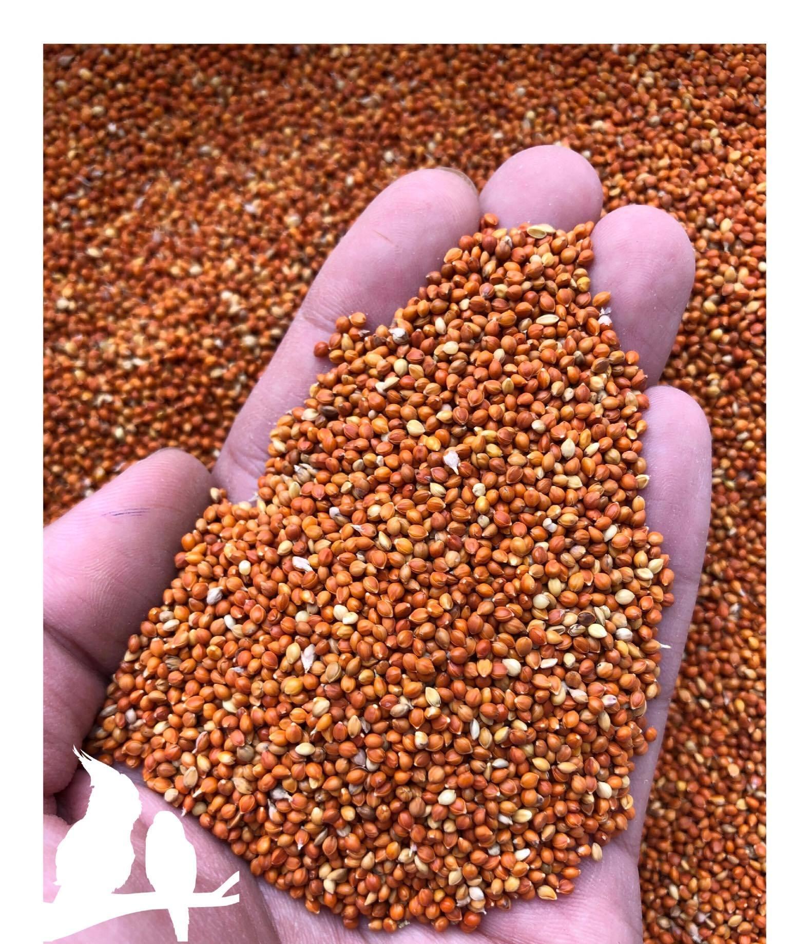 Kê đỏ & Lúa - thức ăn: Chim Cảnh, Gà.. (Combo 2kg)