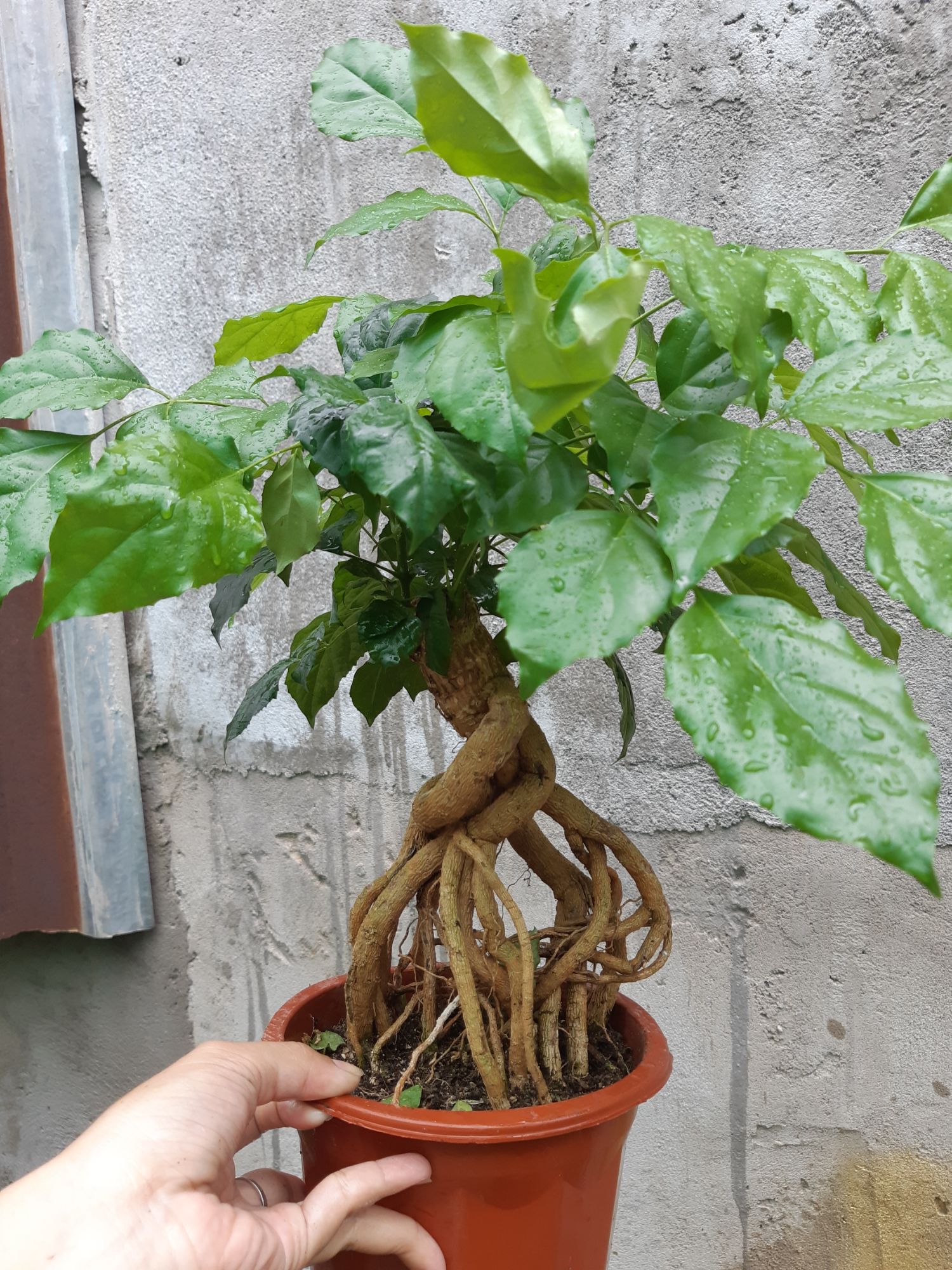 cây hạnh phúc bonsai gốc quái