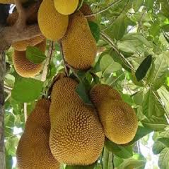 CÂY GIỐNG MÍT TA ( MÍT MẬT, MÍT DAI ) SIÊU QUẢ, SIÊU NGON, NGỌT, THƠM