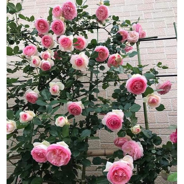 Hạt giống hoa hồng leo Pháp - Gói 15 hạt