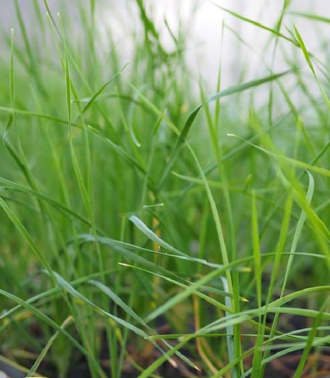 Hạt giống rau hẹ ta cao sản - Gói 2gram