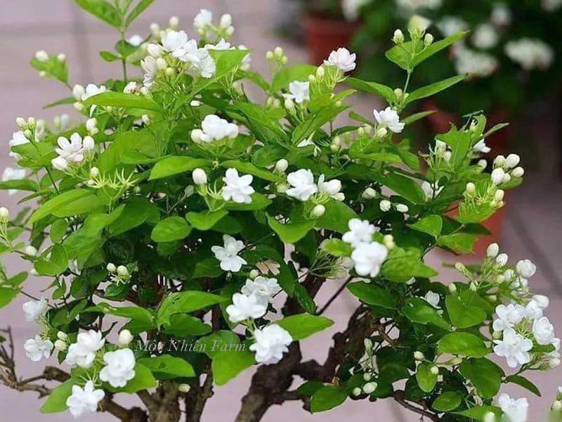 Chậu hoa lài tiểu thư (hoa kép)