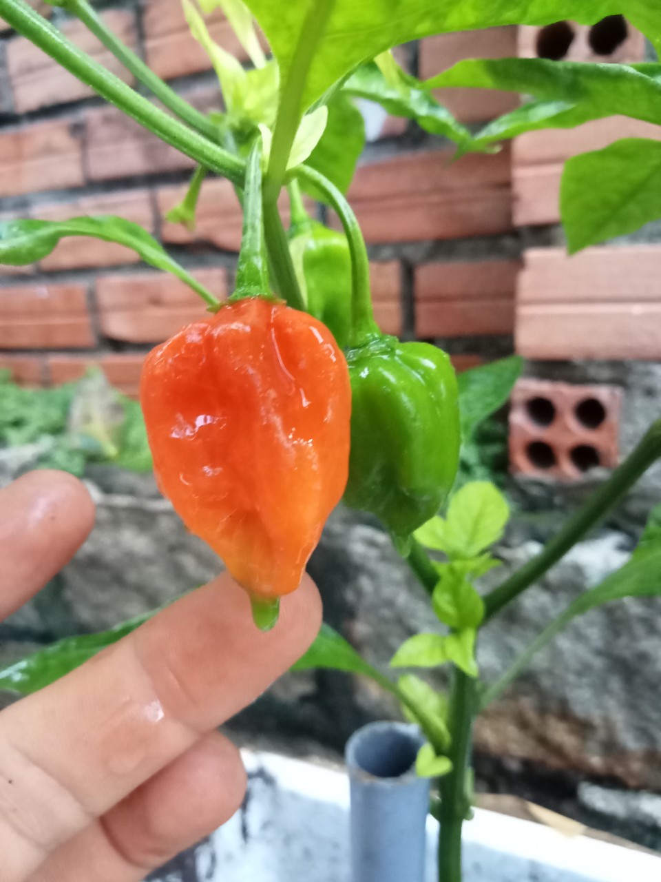 Hạt giống ớt Habanero đỏ