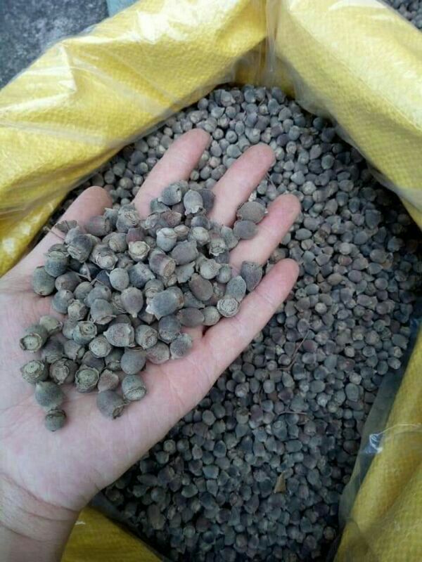 1kg sim rừng khô