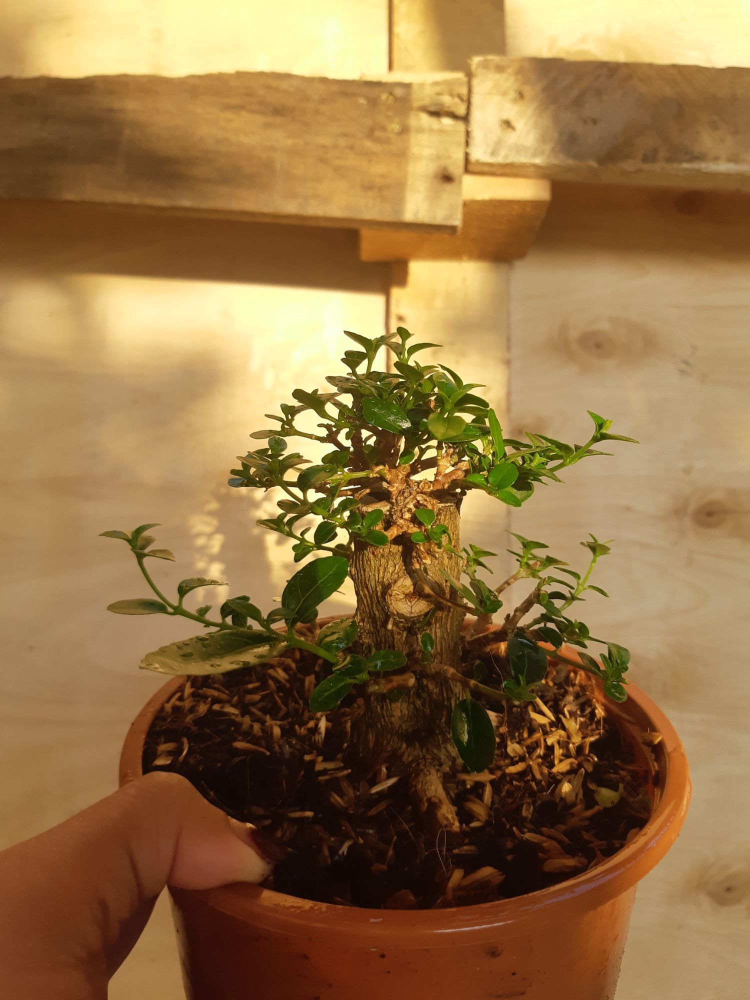 Sam hương mini TẶNG CHẬU