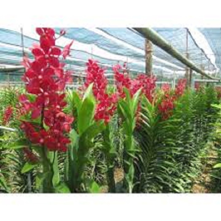 CÂY GIỐNG LAN MOKARA ĐỦ MÀU HÀNG THÁI LAN