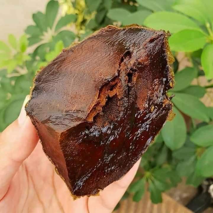 Cây giống hồng đen socola ( chuẩn giống F1 - cây ghép)