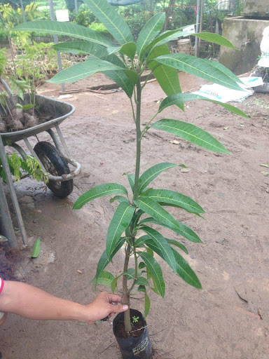 Cây XOÀI THÁI NIỀM NAM  ghép, cây giống tốt, siêu năng suất, giá trị kinh tế cao