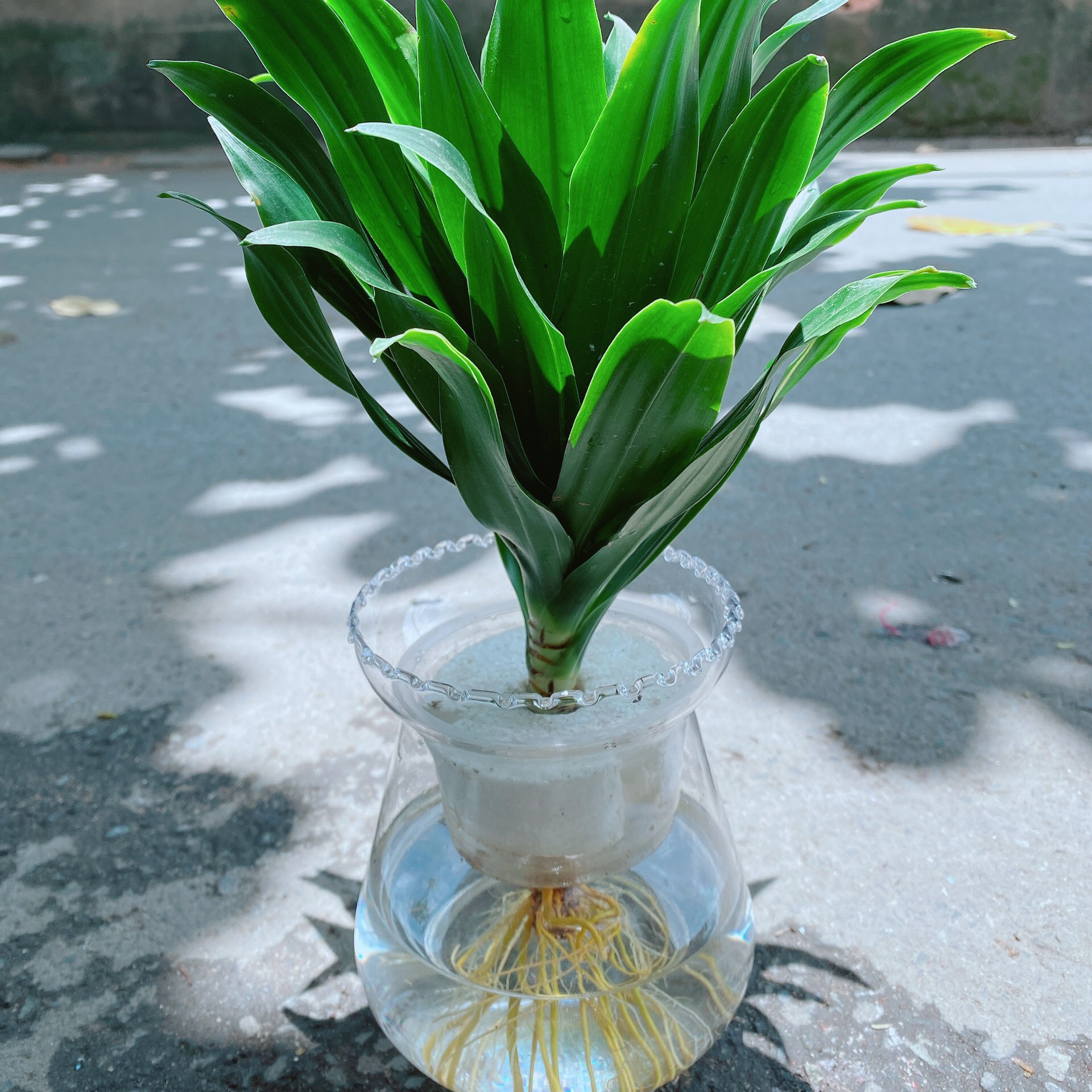 Chậu Cây Phát Tài Thuỷ Sinh