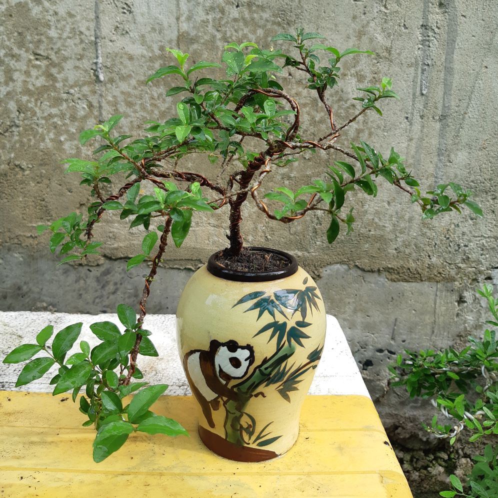 mai hồng ngọc bonsai CHẬU KIỂU