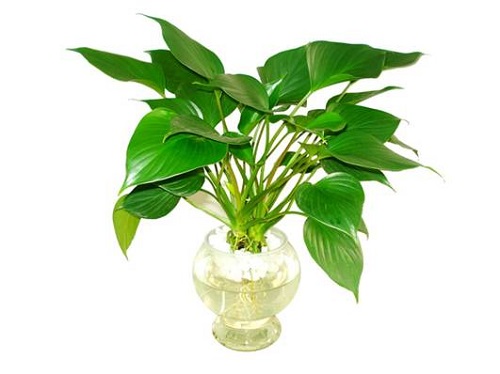Cây Môn Thanh Tâm - Cây cảnh mini