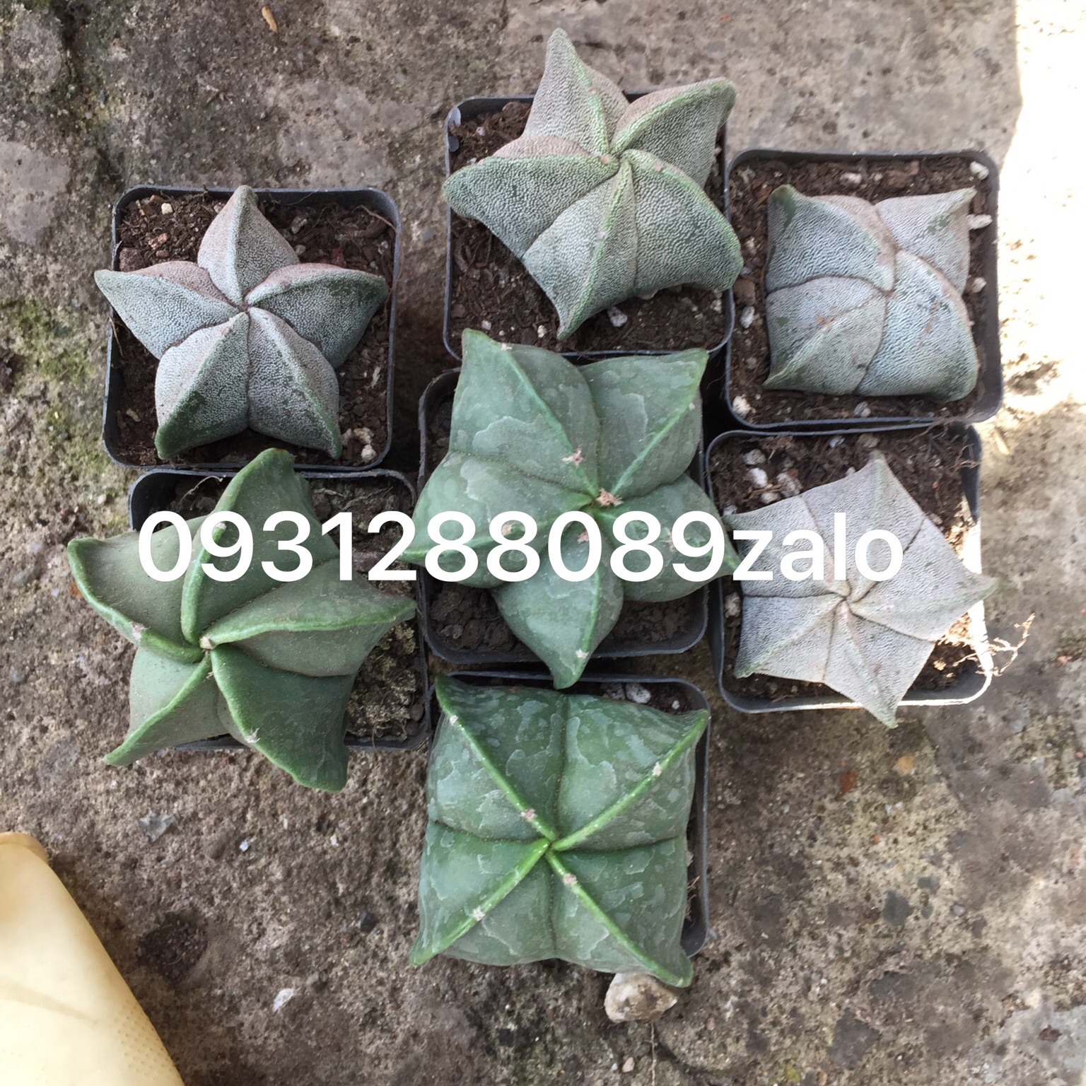 Cây xương rồng astro gieo hạt 5-6cm