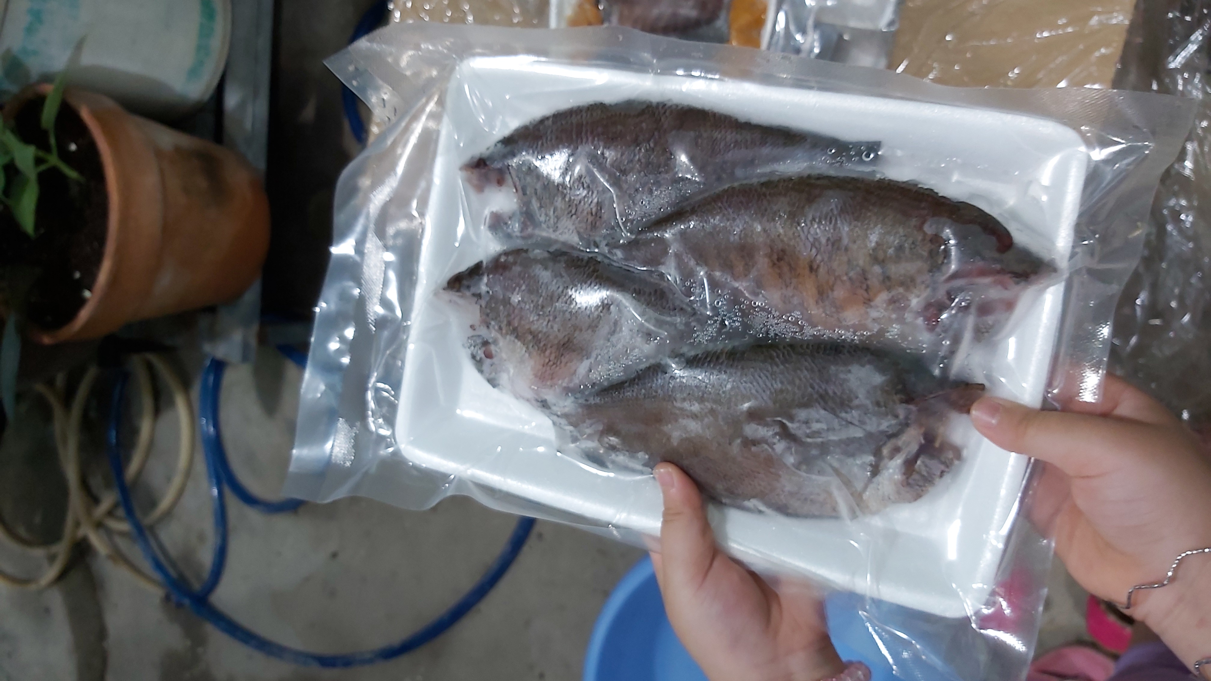 [HCM]CÁ SẶC BỔI KHÔNG TRỨNG 1 NẮNG