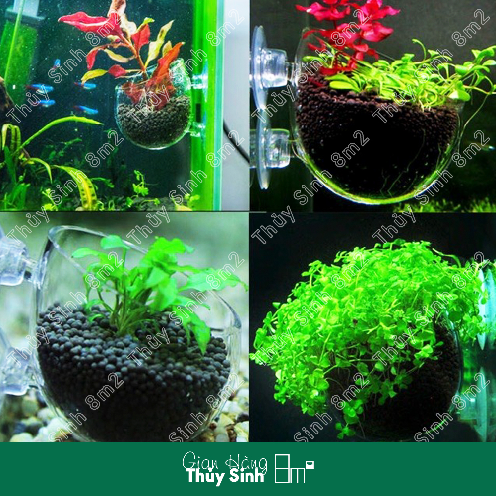 (Nhiều Mẫu) Cốc Trồng Cây Thủy Sinh Acrylic - 8m2