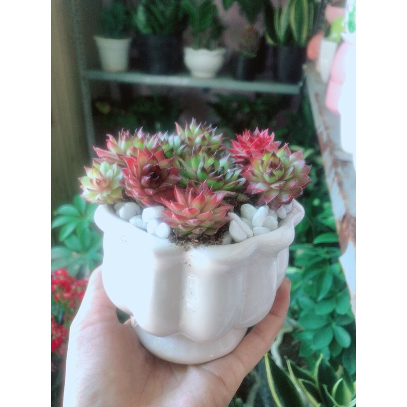 Chậu Cây Phật Bà Đỏ Hàng Bán Chạy