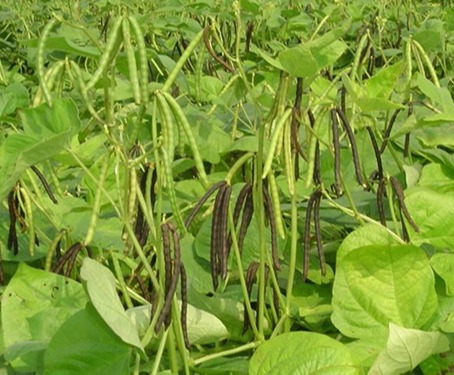 "Gói 100Gram "Hạt giống đậu đen xanh lòng [Seeds]