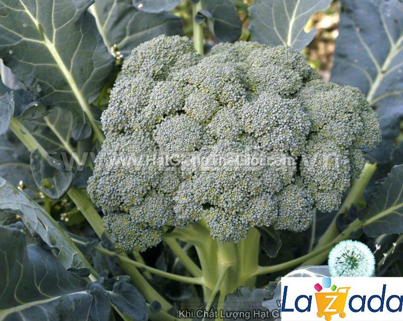 20GR 6000.HẠT Hạt Giống Súp Lơ Xanh (| C47*W35)