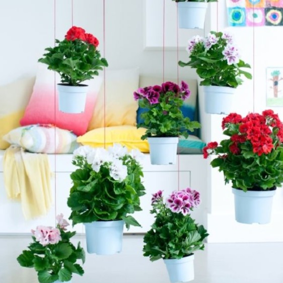 Hạt giống hoa Thiên Trúc Quỳ Mix (Phong Lữ Thảo) 10 hạt/gói