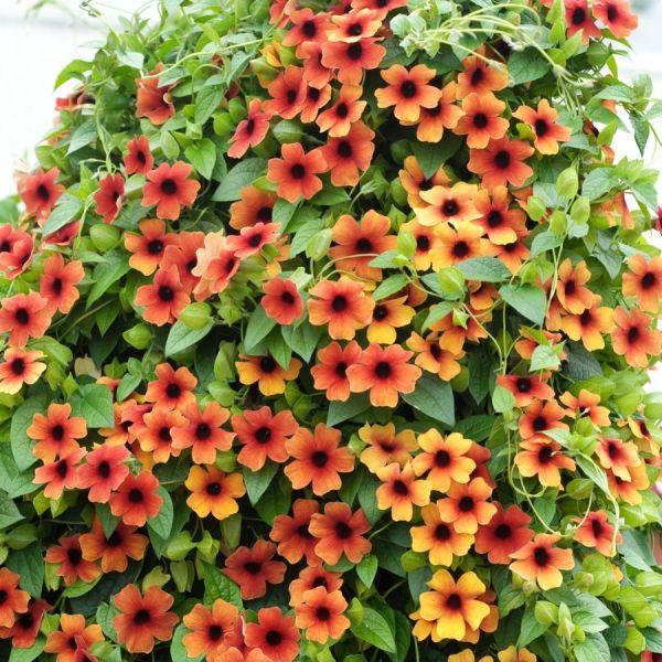 [Mới] - Hạt giống hoa mắt huyền mix