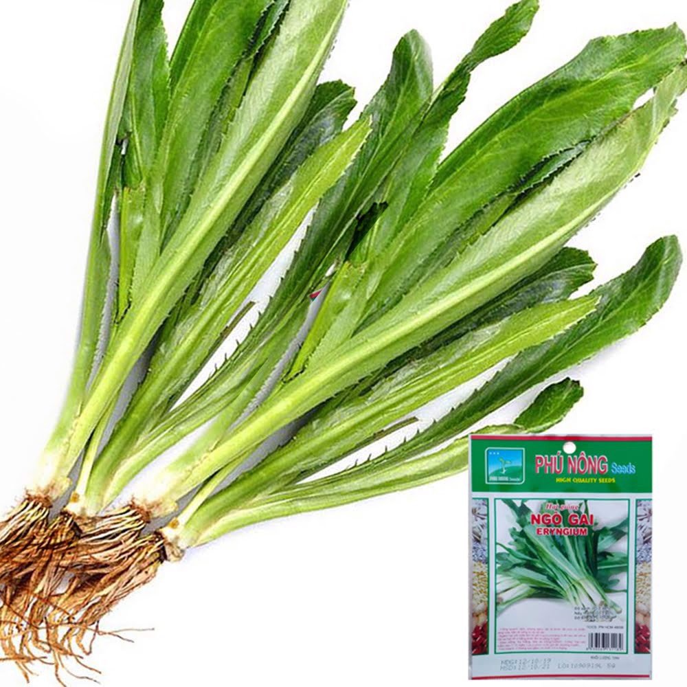 5gr Hạt giống rau ngò gai (mùi tàu, ngò tây, răng cưa)