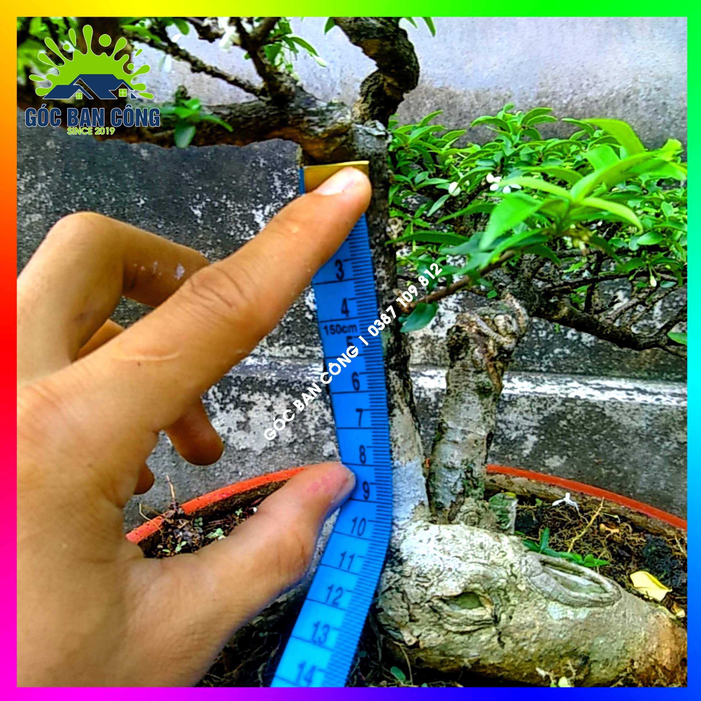 Mai Chiếu Thủy Kim Giòn Bonsai Mini - CTBS03