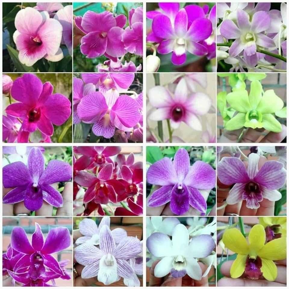 COMBO 10 cốc Giống Denro đủ màu(7-12CM)