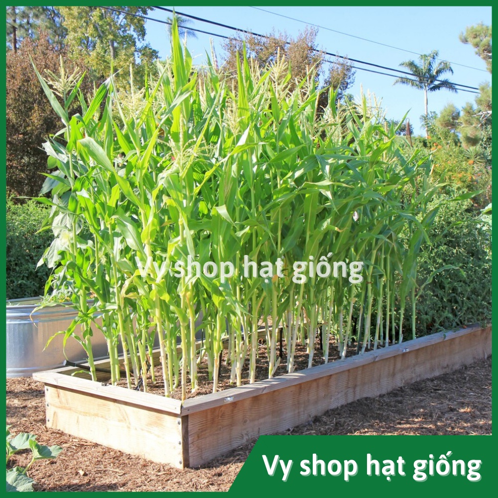 Hạt giống bắp Mỹ  (ngô ngọt) Thái Lan gói 110 hạt