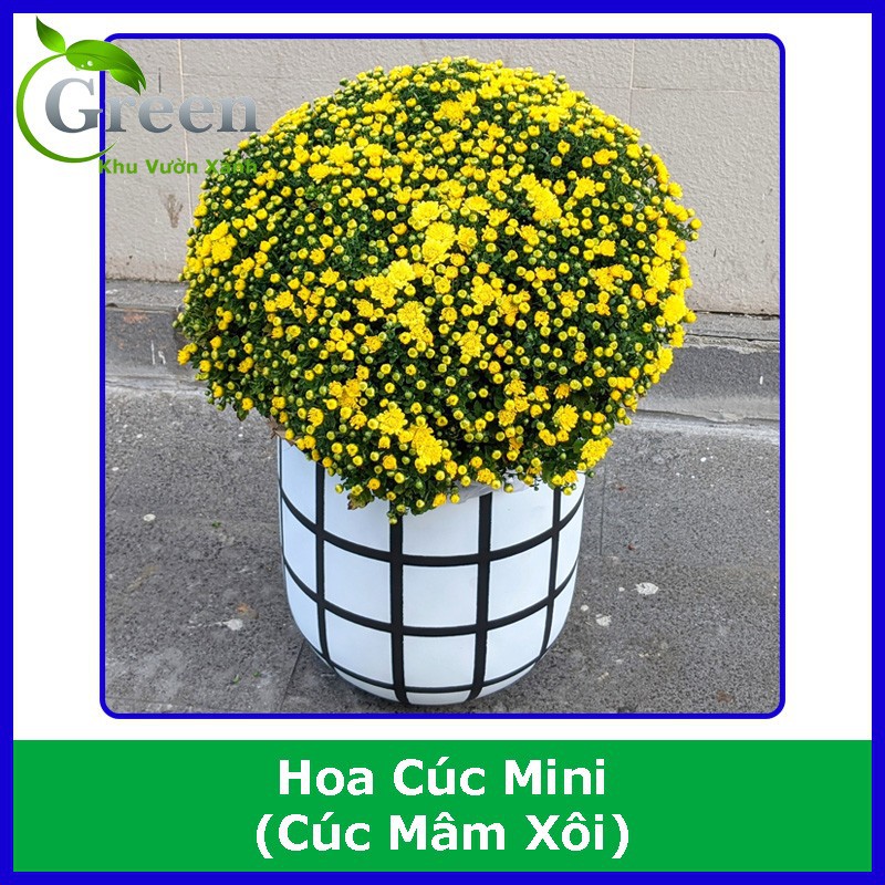 Hạt Giống Hoa Cúc Mini (Cúc Mâm Xôi Vàng)