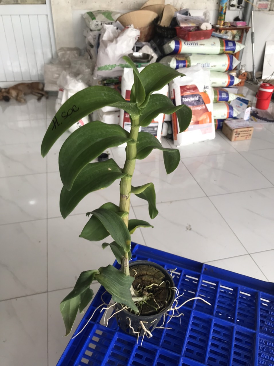 Hoa lan hồng sọc