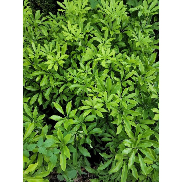 Cây ngũ gia bì xanh - Scheffera Octophylla