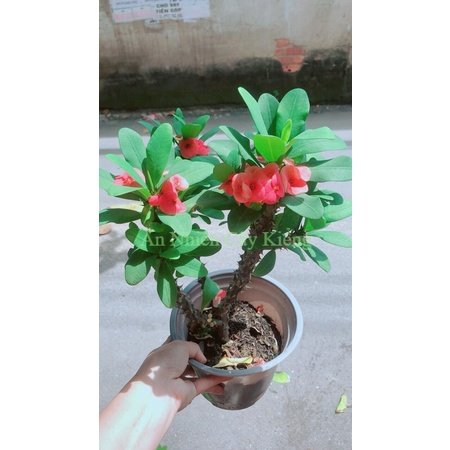 Xương rồng bát tiên có hoa