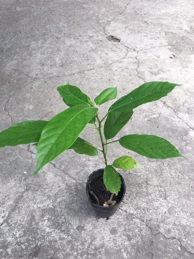 Cây sung nếp giống