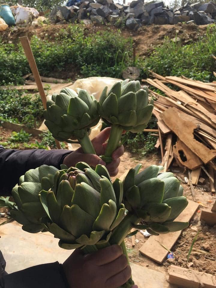 Bông Atiso Đà Lạt, 1kg (size lớn: 2 - 3 bông/ 1kg)