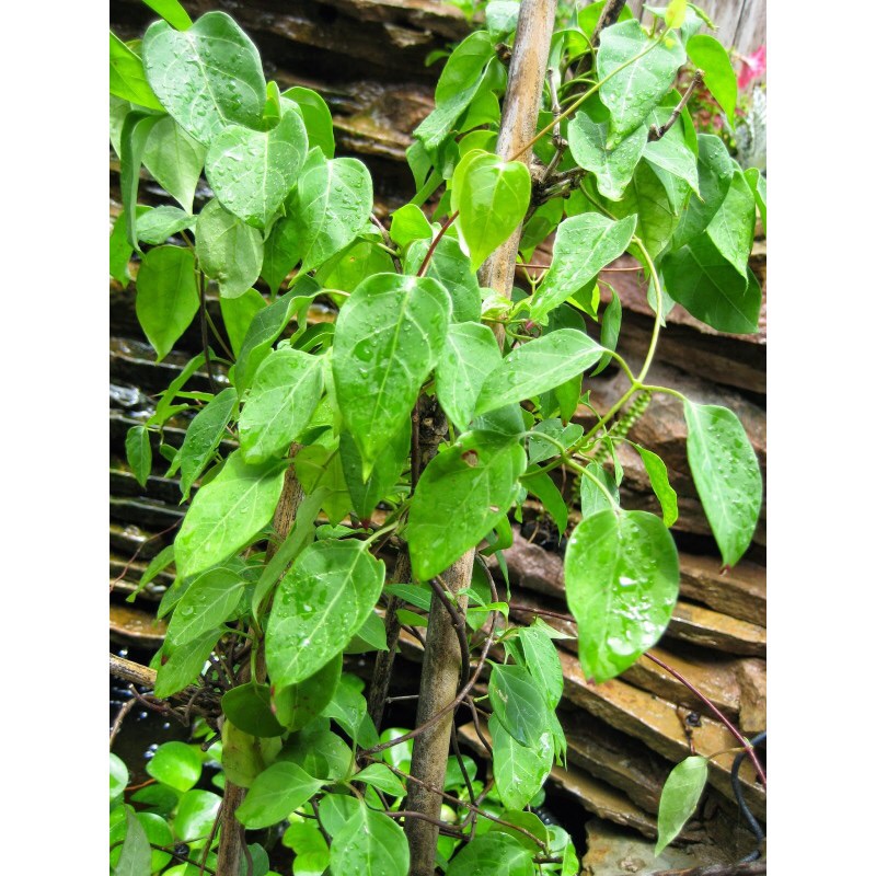 Hạt giống cây lá giang