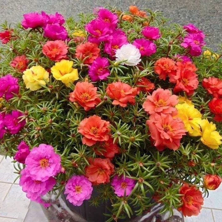 Hạt giống hoa mười giờ kép bông to (600 hạt)