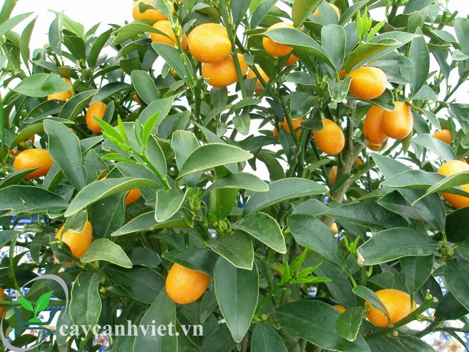 Cây tắc ngọt siêu trái + Tặng 3 Cây Giống Chè Xanh