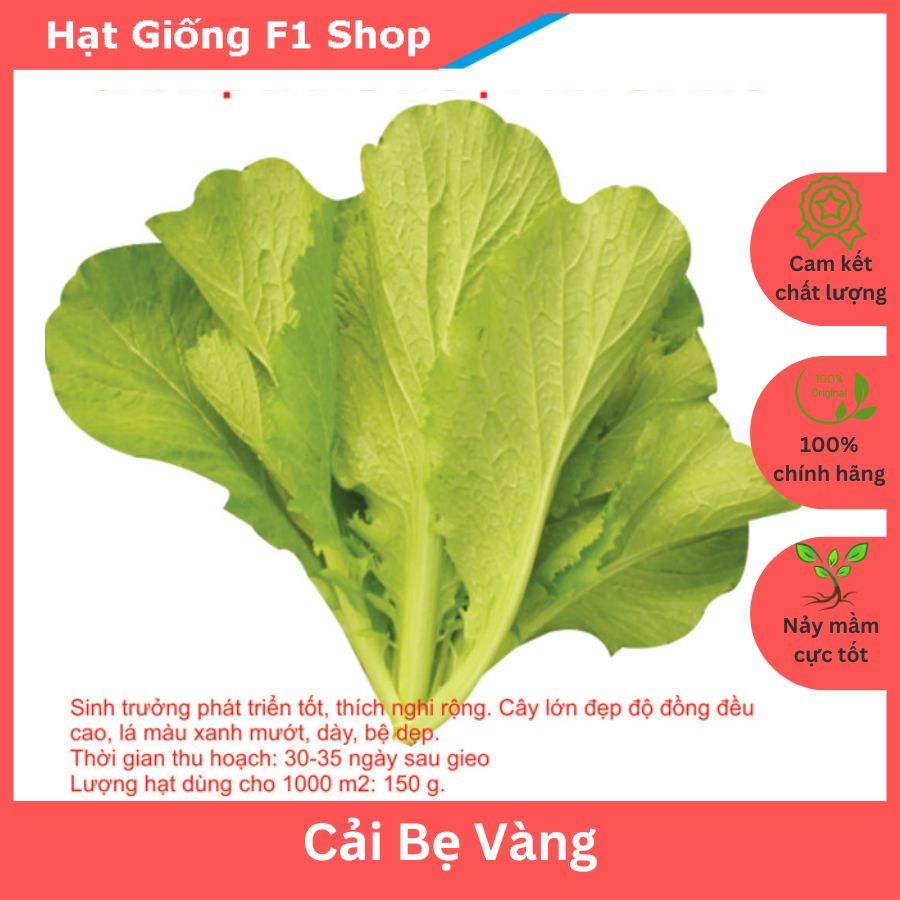 Hạt giống cải bẹ vàng dễ trồng gói 20gam