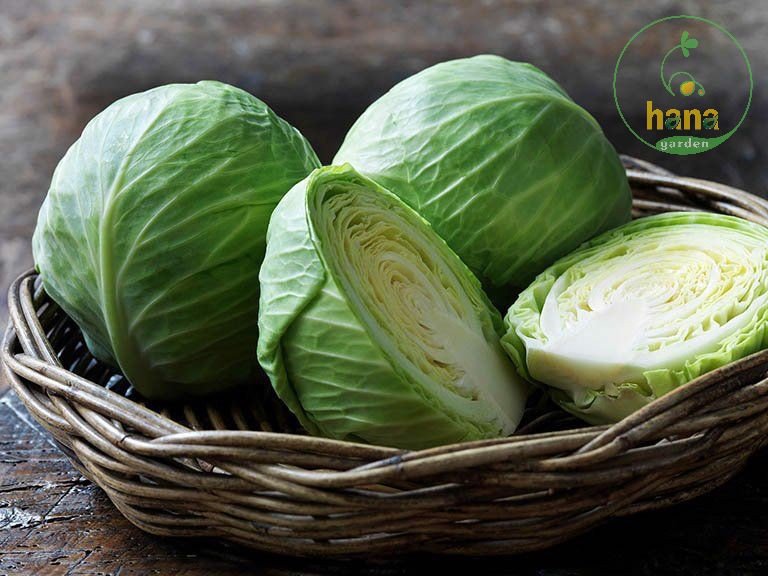 Bắp cải (1 bắp)~ 2kg