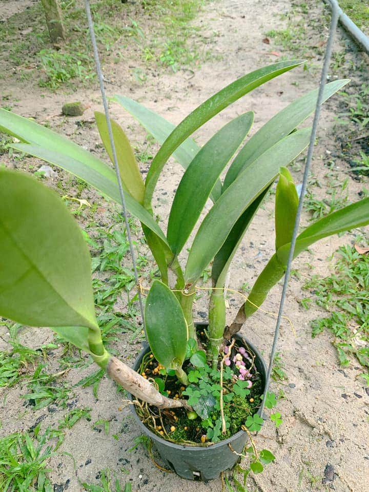 Lan Cattleya nhập Thái, chậu to sắp hoa