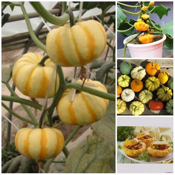 miniature pumpkin seeds - Sale Off