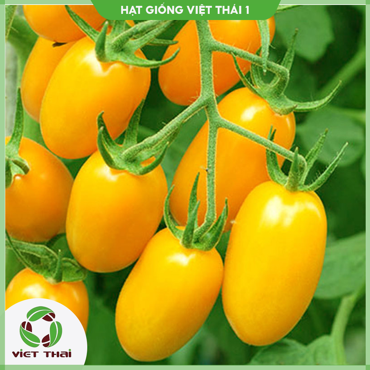 [SALE] Hạt giống Cà chua Cherry Vàng TN - HGVT1