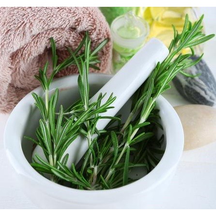 #Hạt giống hoa hương thảo