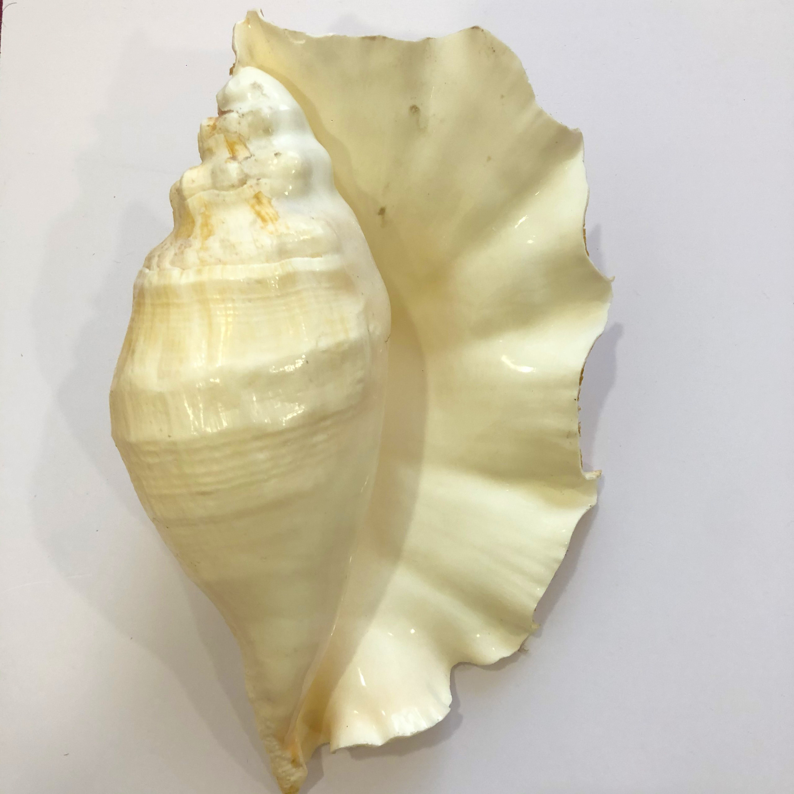 Vỏ ốc Tai Bẹ size 25cm