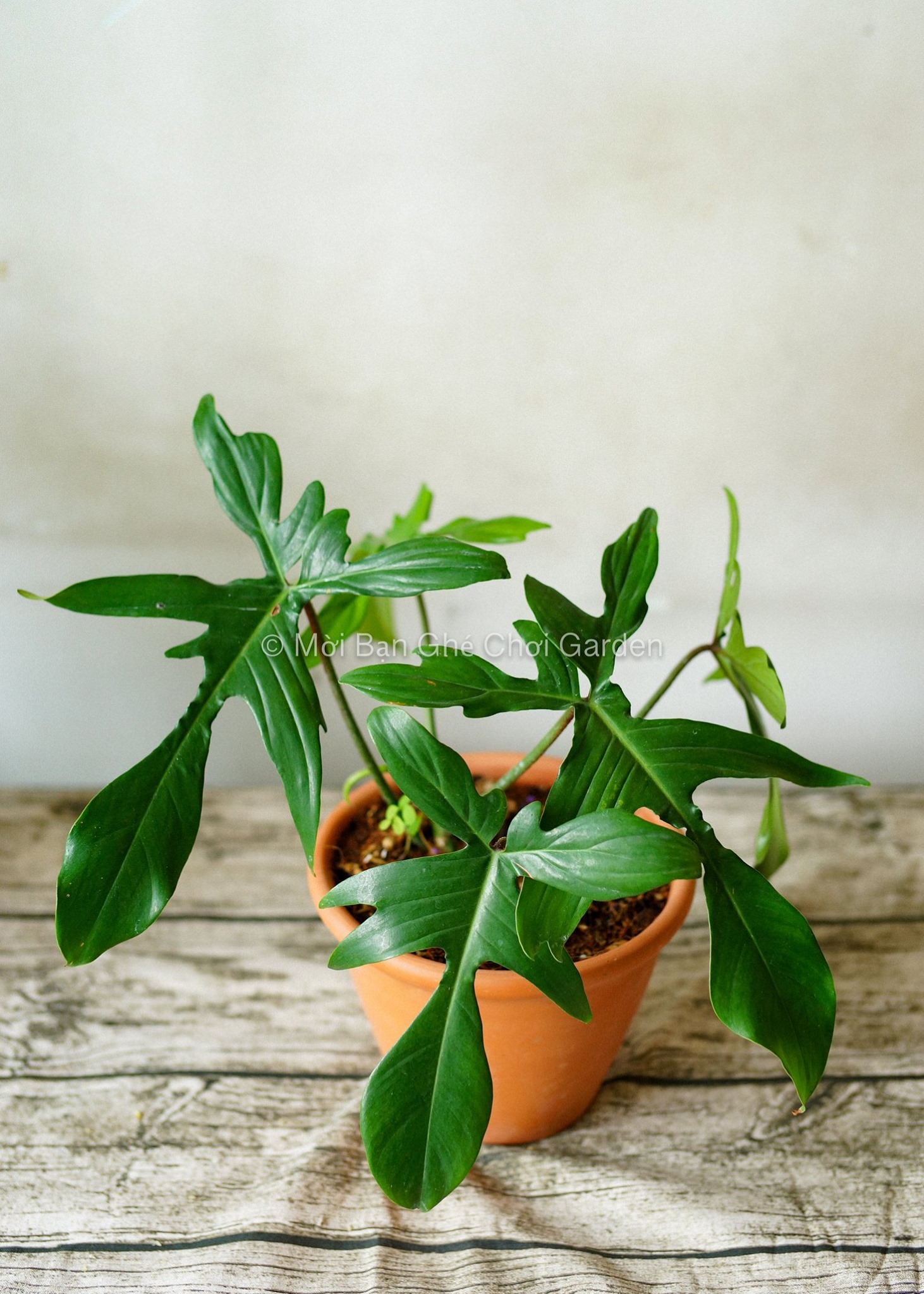 Cây trầu bà cánh én - Cây cảnh để bàn