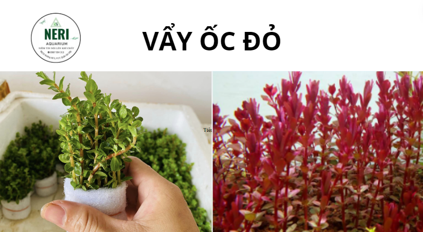 Cây thủy sinh, cây cắt cắm không cần CO2 ( LÁ CẠN )