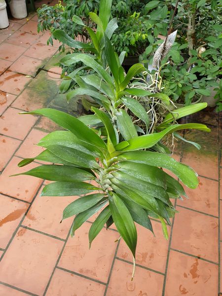 Hoa lan Giáng hương quế nâu