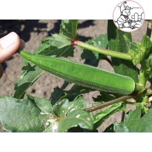 HẠT ĐẬU BẮP LAI ẤN ĐỘ - GÓI 20 GRAM